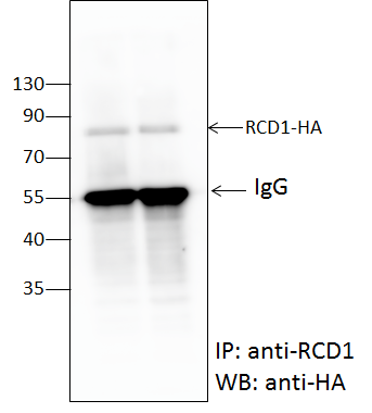 western blot using anti-RCD1 antibodies